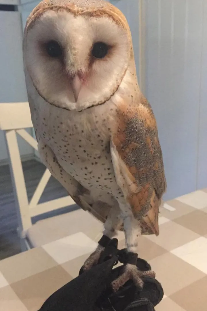 Villa Matildeデセンツァーノ・デル・ガルダ